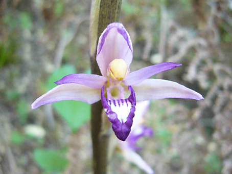 limodorun_abortivum_3_2.jpg