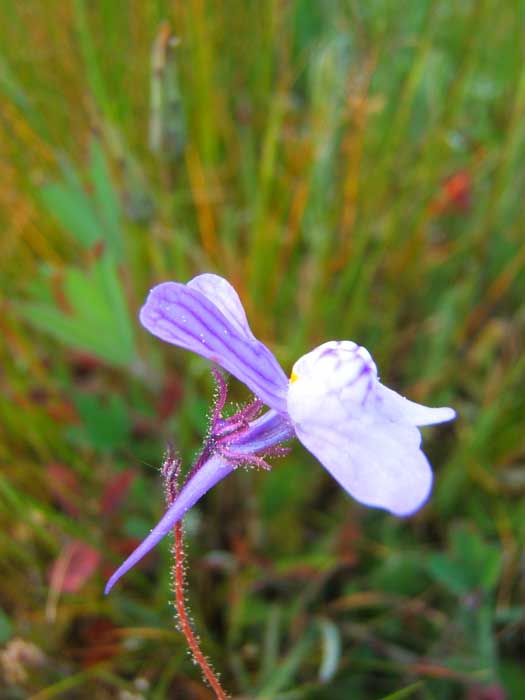 linaria2.jpg