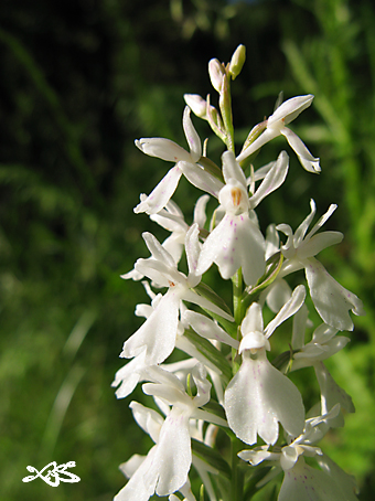 maculata15.jpg