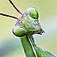 mantis.jpg