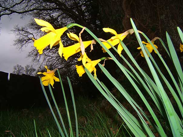 narcissus.jpg