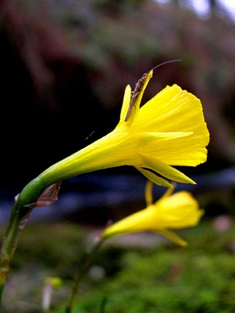 narcissus_bulbocodium.jpg