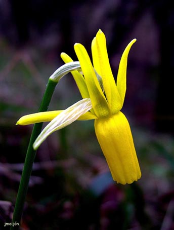 narcissus_cyclamineus1.jpg