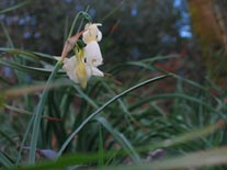 narcissus_triandrus_do.jpg