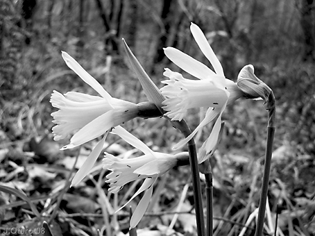 narcissuspseudonarcissus.jpg