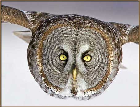 nationalwildlife.jpg