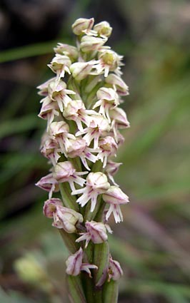 neotinea_maculata.jpg
