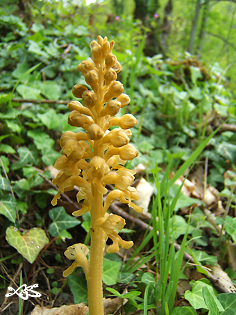 neottia120507.jpg