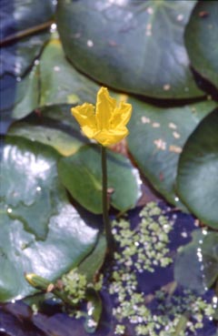 nupharlutea3.jpg