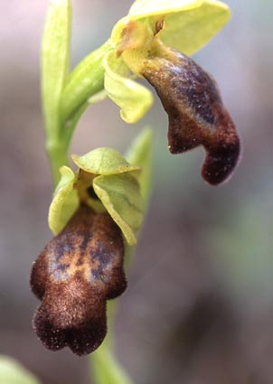 ophrys_fusca.jpg
