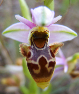ophrys_scolopax234.jpg