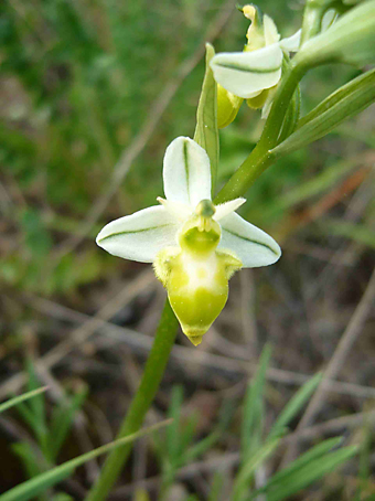 ophrys_scolopax_albina_1_2.jpg