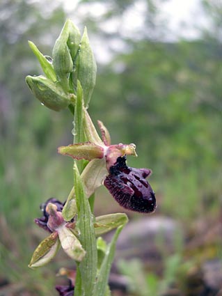 ophrys_sphegodes2