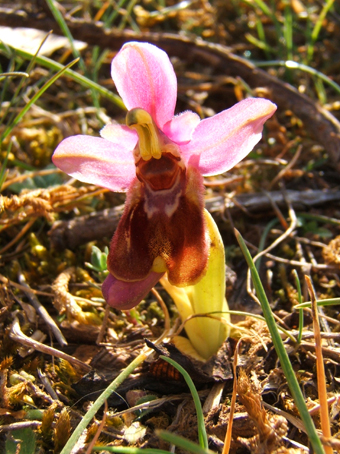 ophrys_t.jpg