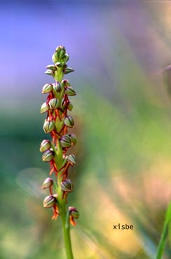 orchis26.jpg