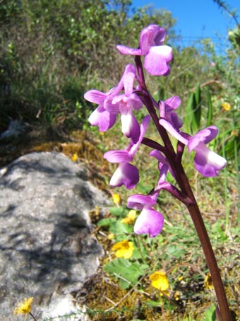 orchis_champaneuxii.jpg