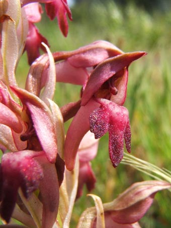 orchis_coriophora22.jpg