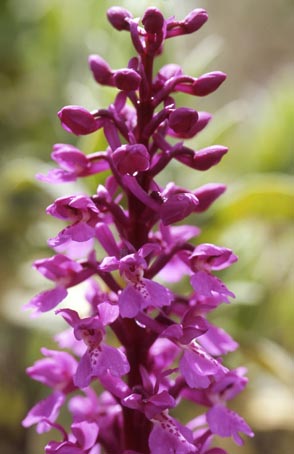 orchis_mascula1.jpg
