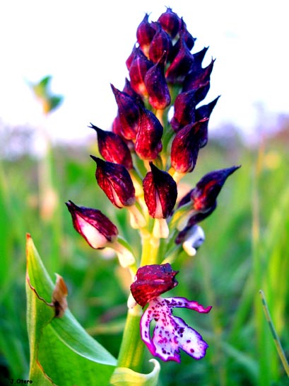 orchispurpurea.jpg