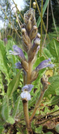 orobanche1.jpg