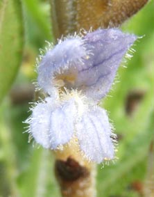 orobanche2.jpg