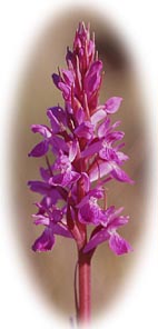 orquidxxx.jpg