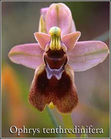 otfera.jpg