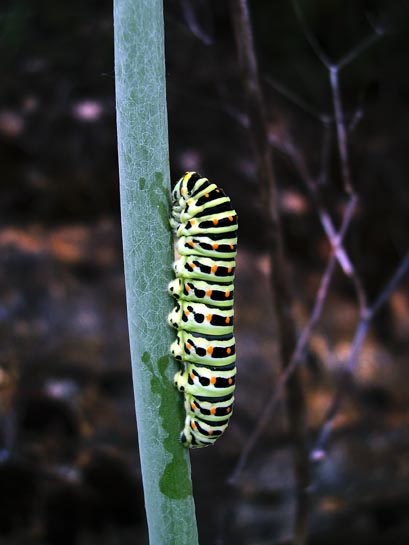 papiliomacaon.jpg
