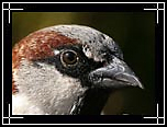 passer_domesticus.jpg
