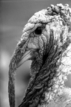 pavo5.jpg