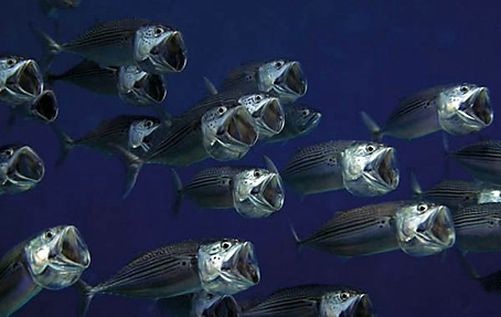 peixes.jpg