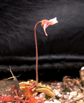 pinguiculalusitanica.jpg