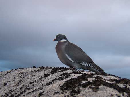 pombo.jpg