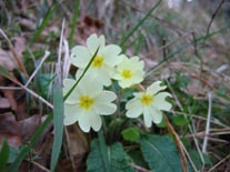 primula_acaulis_do.jpg