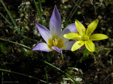 romulea-e-gagea-2-copia.jpg