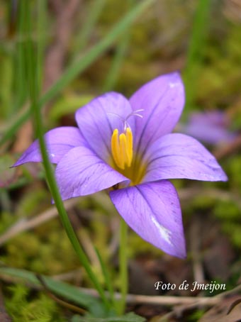 romulea.jpg