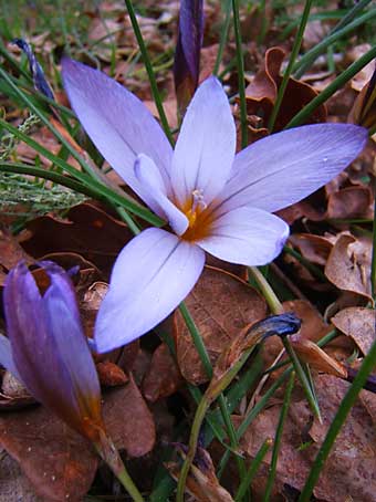 romulea0307.jpg
