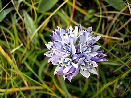 scilla.jpg