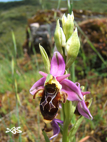 scolopax120507.jpg