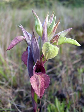 serapias_cordigera