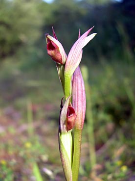 serapias_parviflora