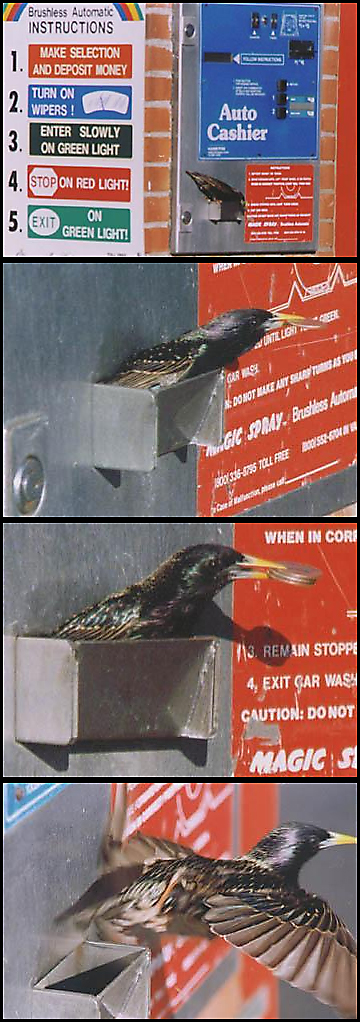 starling.jpg