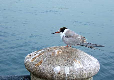 sternahirundo.jpg