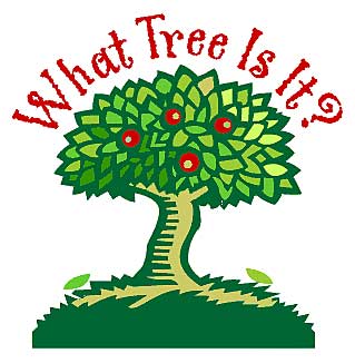 whattree.jpg