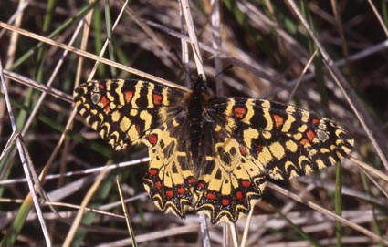 zerynthia_rumina.jpg