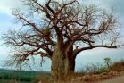 baobab.jpg