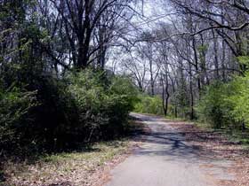 Forestpic