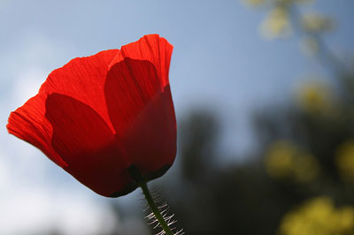 amapola.jpg
