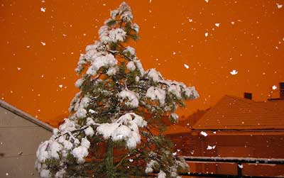 arbol_nieve.jpg