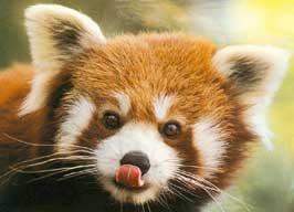 firefoxin_redpanda